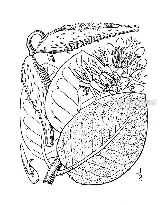 古植物学植物插图:Asclepias speciosa，卖弄马利筋